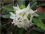 Daphne blagayana