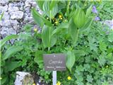 Veratrum Album