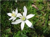 Ornithogalum umbellatum