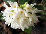 Daphne blagayana