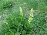 Veratrum Album