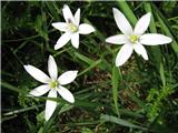 Ornithogalum umbellatum