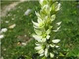 Veratrum Album