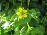 Navadna sretena (Geum urbanum)