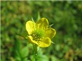 Navadna sretena (Geum urbanum)