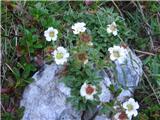 Potentilla clusiana