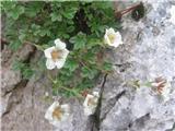 Potentilla clusiana
