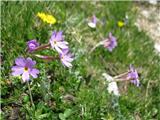 Primula halleri