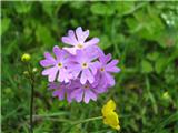 Primula halleri