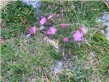 Dianthus sylvestris