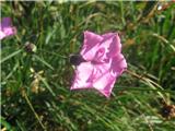 Dianthus sylvestris