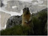 Alpine Marmot (Marmota marmota)