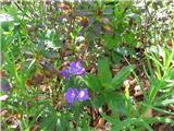 Gozdna krvomočnica (Geranium sylvaticum)