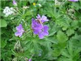 Gozdna krvomočnica (Geranium sylvaticum)