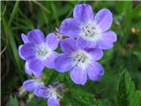 Gozdna krvomočnica (Geranium sylvaticum)