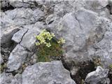 Grozdasti kamnokreč (Saxifraga paniculata)