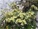 Grozdasti kamnokreč (Saxifraga paniculata)