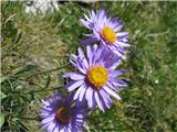 Alpska nebina (Aster alpinus)