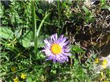 Alpska nebina (Aster alpinus)