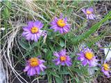 Alpska nebina (Aster alpinus)