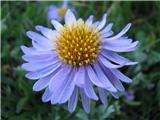 Gorska nebina (Aster amellus)