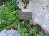 Saxifraga hostii