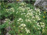 Saxifraga hostii