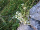 Saxifraga hostii