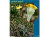 Senecio scopolii