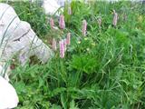 Kačja dresen (Polygonum bistorta)