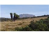 Kilimanjaro