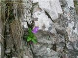 Primula carniolica