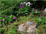 Primula carniolica