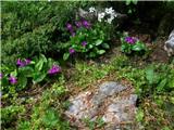 Kranjski jeglič (Primula carniolica)