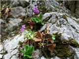 Kranjski jeglič (Primula carniolica)