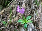 Primula carniolica