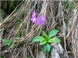 Kranjski jeglič (Primula carniolica)