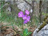 Kranjski jeglič (Primula carniolica)