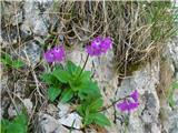 Kranjski jeglič (Primula carniolica)