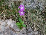 Kranjski jeglič (Primula carniolica)