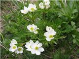 Kobulasta vetrnica (Anemone narcissiflora)