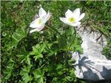 Kobulasta vetrnica (Anemone narcissiflora)