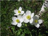 Kobulasta vetrnica (Anemone narcissiflora)