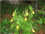 Lepi čeveljc (Cypripedium calceolus)