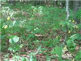 Cypripedium calceolus