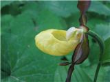 Lepi čeveljc (Cypripedium calceolus)