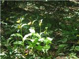 Cypripedium calceolus