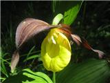 Lepi čeveljc (Cypripedium calceolus)