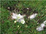 Močvirna samoperka (Parnassia palustris)