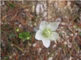 Parnassia palustris